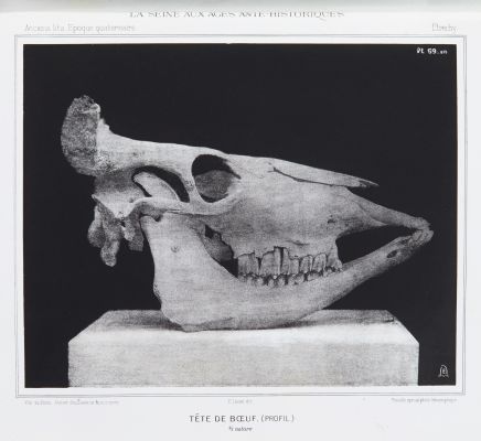 Tête de boeuf (profil)