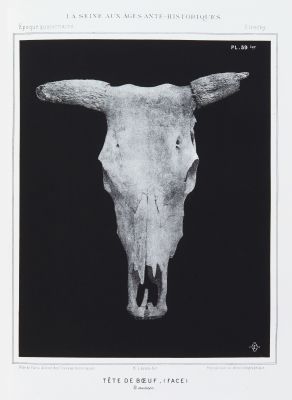 Tête de boeuf (face)