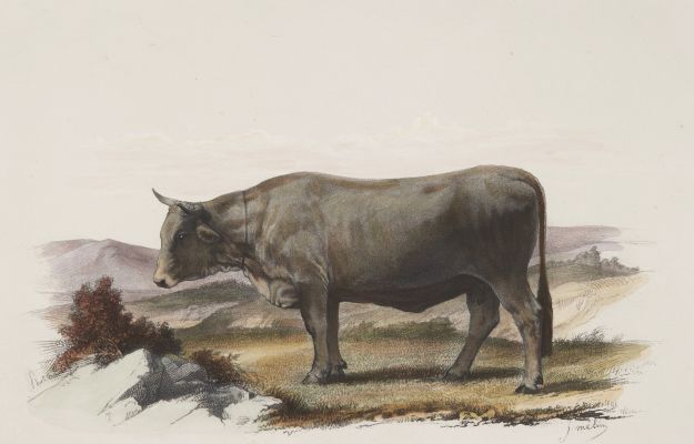 Vache de Mürzthal