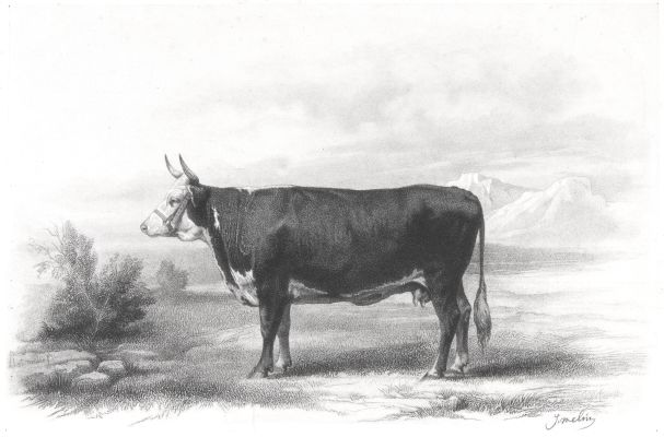 Pl. VI. Vache de Hereford