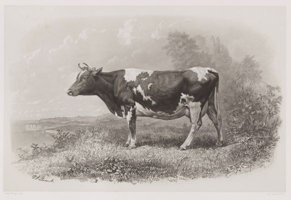Vache De Guernesey