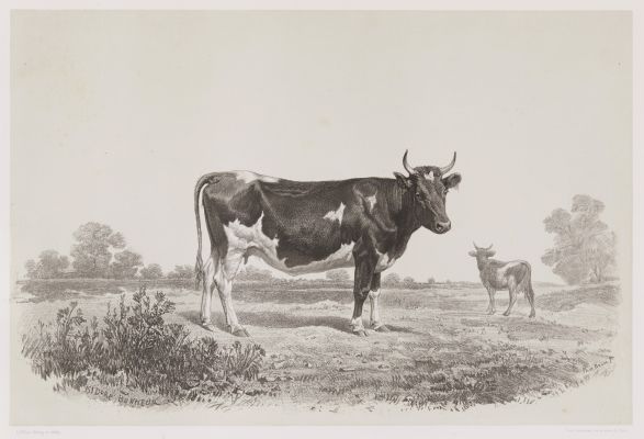 Vache du Jutland