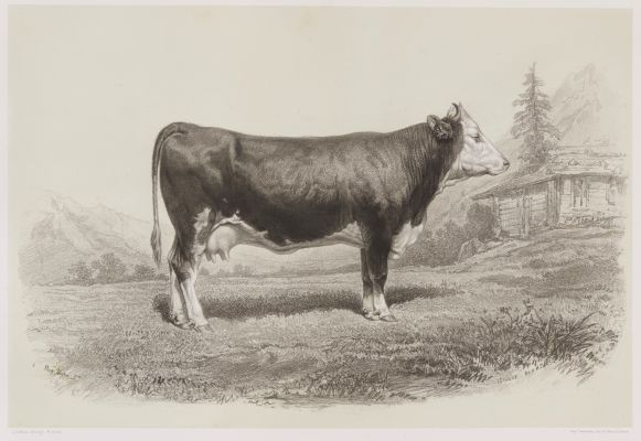 Vache de Berne