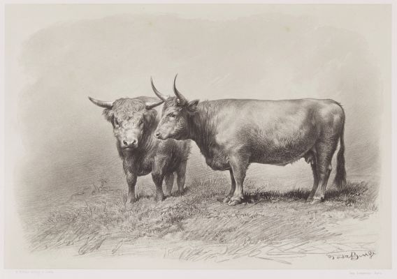 Vache de West-Highland