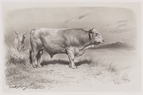 Taureau de West-Highland