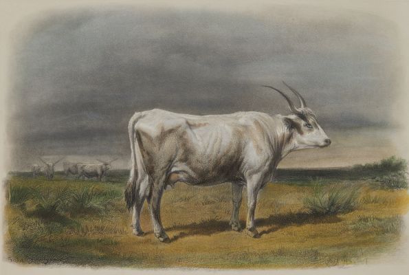 Vache Hongroise