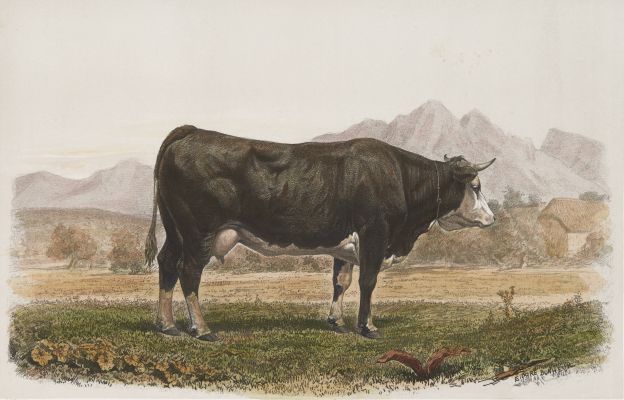 Vache de Fribourg