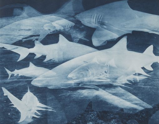 Tiger-Lemon-Reef Shark Multiple, Bahamas