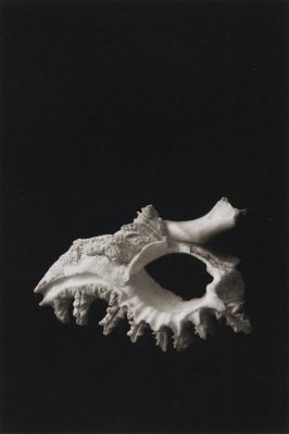Evolution VI