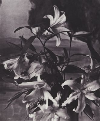 Lillies