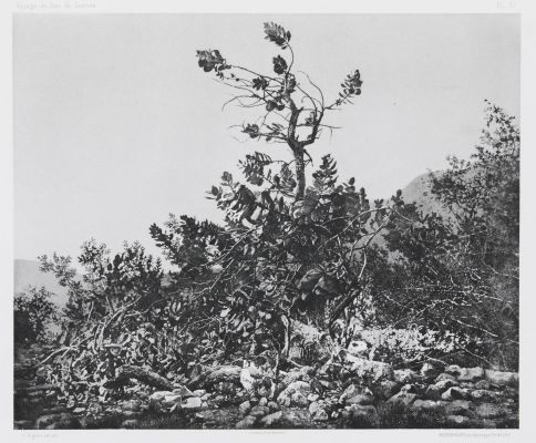 PL. 27 Ain-Jidy: Pommier ou Limon De Sodome