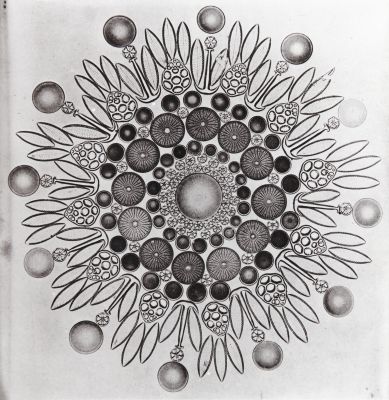 Plate VII. Arranged Group of Diatoms and Spicules