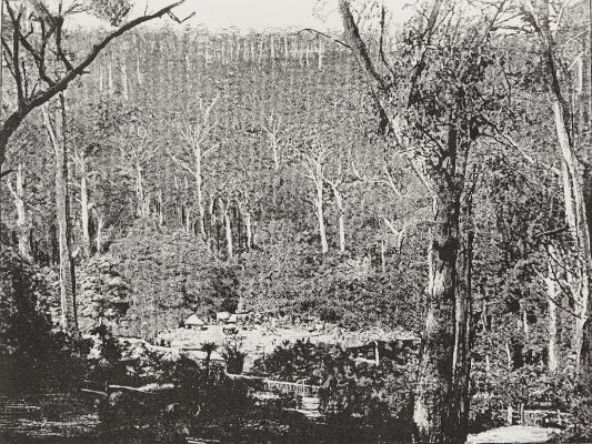 Cottage et camp au milieu des forêts d’eucalyptus