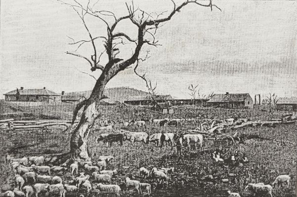 Une station de bestiaux au moment du recensement