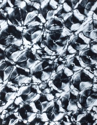 Planche I Corne de Rhinocéros (coupe)