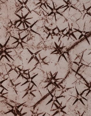 Planche III Poils étiolés de Pentzia