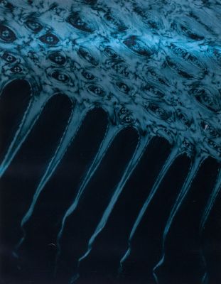 Planche IV Corne de sabot de cheval