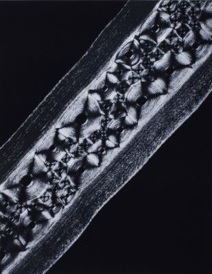 Planche VI Cartilages debaleine