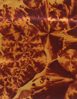 Panche VII Brazilin (2)