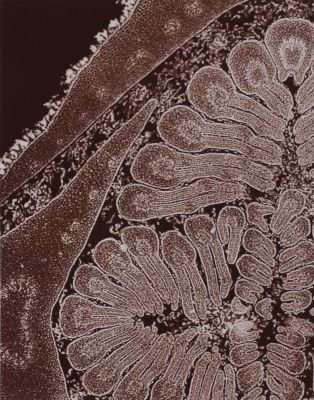 Planche VIII Bourgeon de fréne (coupe)