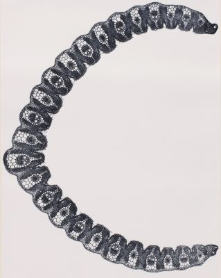 Panche XV Gynérium argenvenum (graminée)