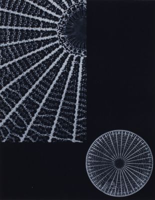 Planche XVIII Diatomée