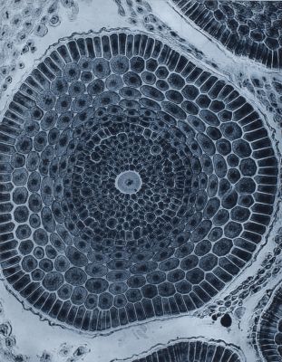 Planche XIX Racine d’orge (coupe)