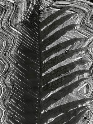 Fern #5