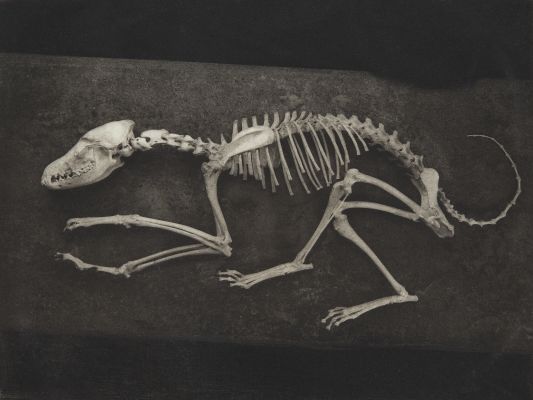 Coyote