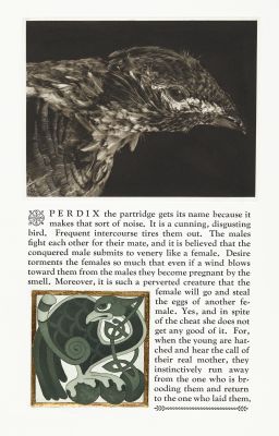 Perdix the Partridge