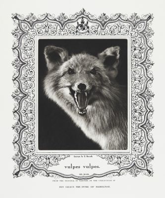 vulpes vulpes (Red Fox)