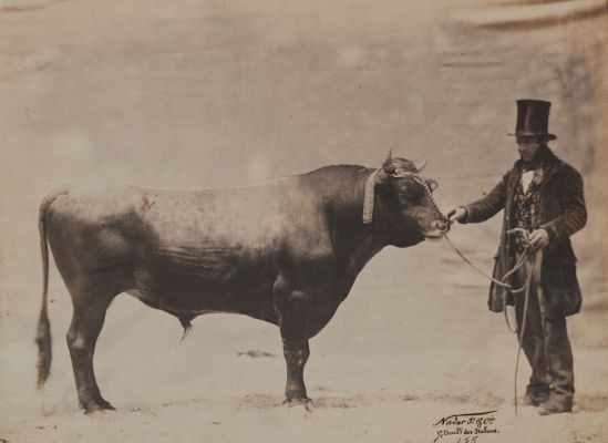 Taureau de Jersey