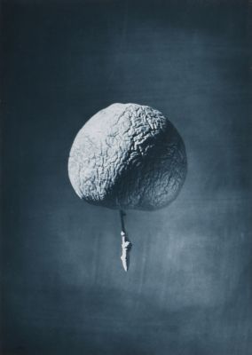 Shrivelled Apple to Illustrate the Origin of Certain Mountain Ranges Resulting from Shrinkage of the Interior