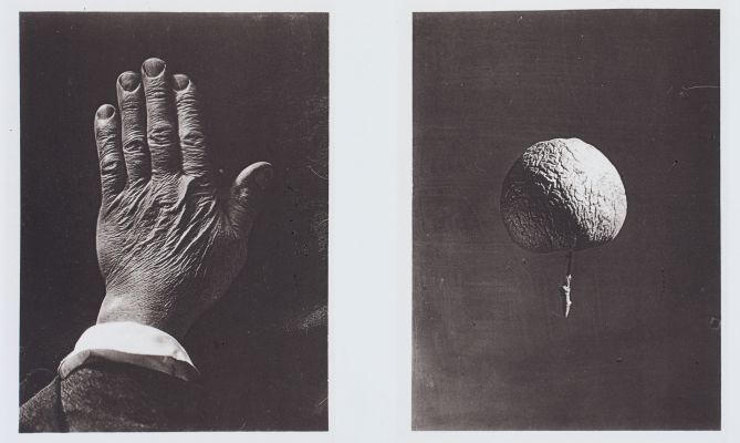 Plate II. Wrinkled Hand and Apple