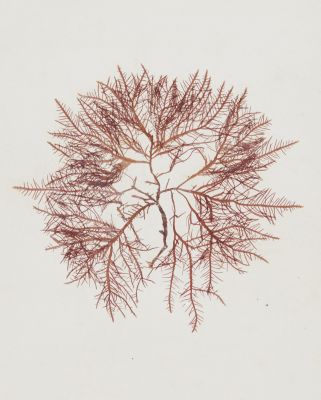 Unique nature print from the collection of Charles Négre
