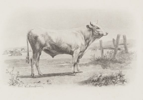 Taureau de Mariahof (test)