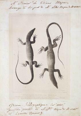 Reptiles. Famille des Varaniens, Genre Varan Merre