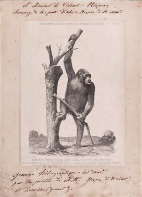 PL. XIII Mammiferes Primates; Gorilla Gina