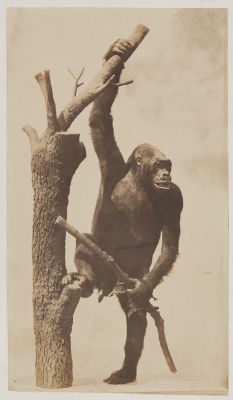 PL. XIII Display Print