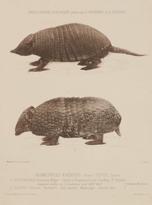 Mammiferes. Edentes.