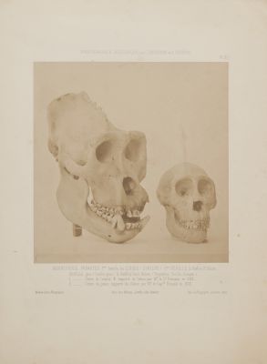 PL. XV Mammiferes Primates