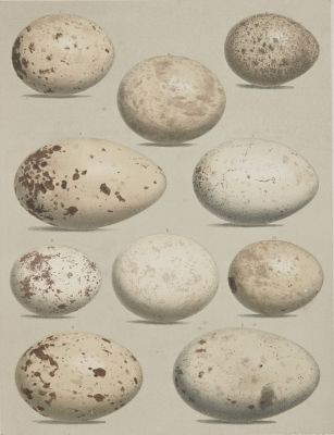 Plate I