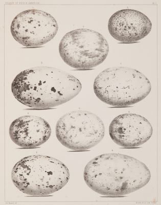 Plate I