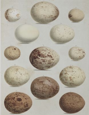 Plate II