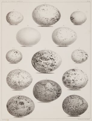 Plate II
