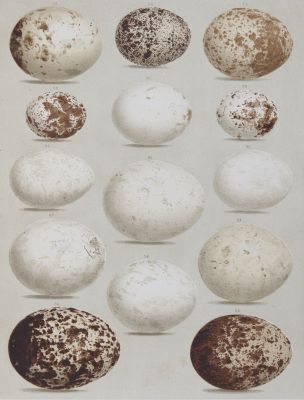 Plate III