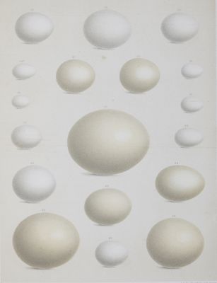 Plate IV