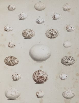 Plate V