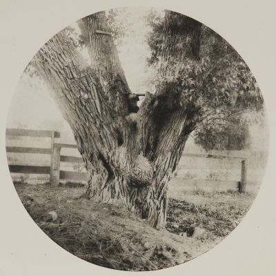 From “Under the Willows”