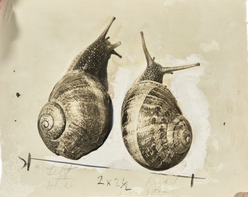 Counter-clockwise Snail